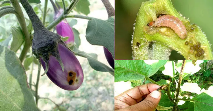 ডগা ও ফল ছিদ্রকারী পোকা